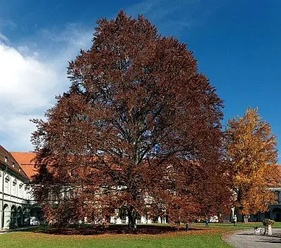 großer Baum im Innenhof des Klosters