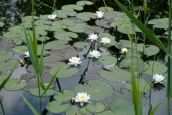 Seerosen im Biotop