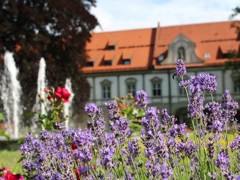 Lavendelblüten im Klosterhof