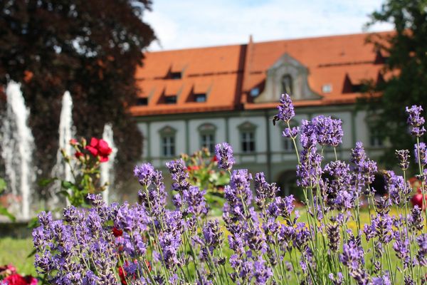 Lavendelblüten im Klosterhof