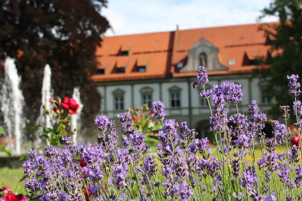 Lavendelblüten im Klosterhof