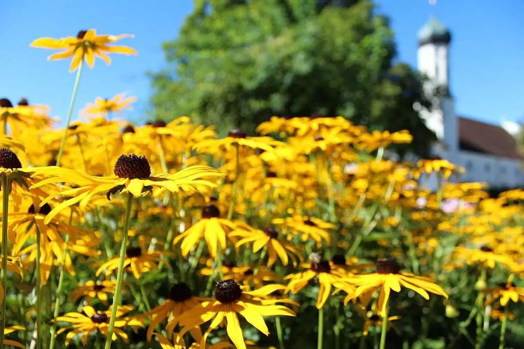 flores en en jardìn del monasterio