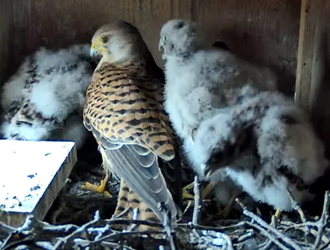 Turmfalke im Nistkasten mit Nachwuchs