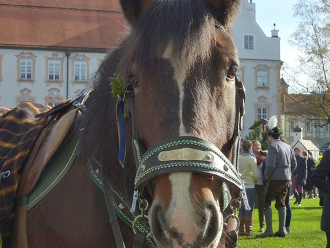 Pferd bei der Leonhardifahrt im Innenhof des Klosters