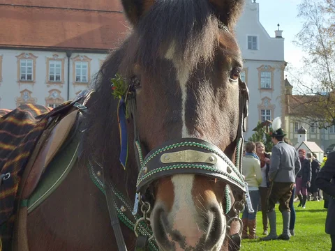 Pferd bei der Leonhardifahrt im Innenhof des Klosters