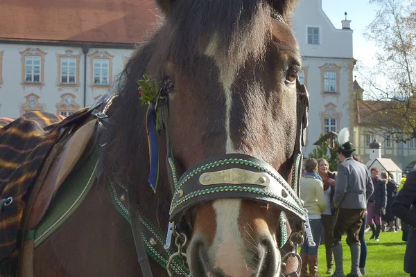 geschmücktes Pferd an Leonhardi