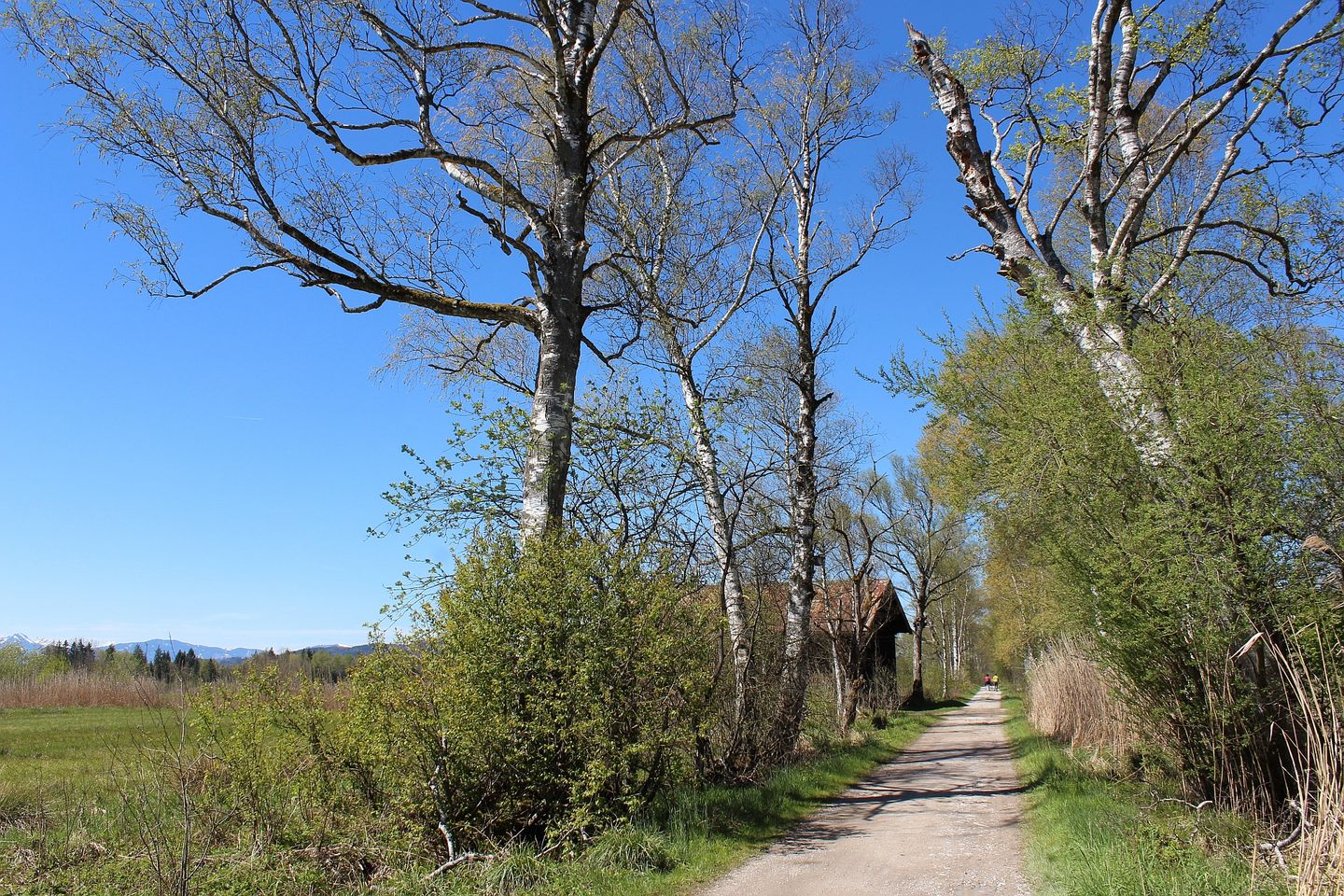 Wanderweg im Loisach-Kochelsee-Moor hiking path at Benediktbeuern moor