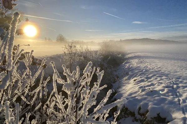 Abendsonne hinter dem verschneiten Moos
